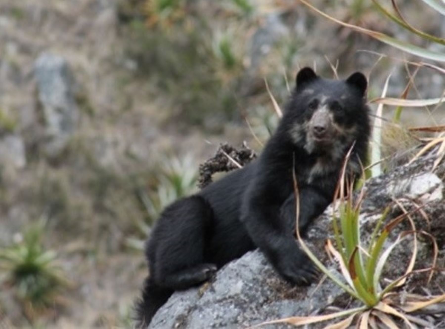 un-oso-de-anteojos-fue-visto-paseando-en-el-santuario-de-machu-picchu