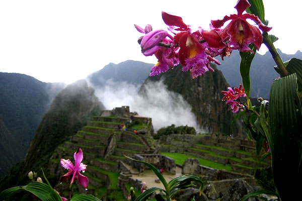 Orquideas en Machu Picchu