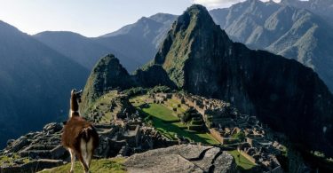 Llamas, vicuñas y alpacas: Especies emblemáticas de Machu Picchu y los Andes