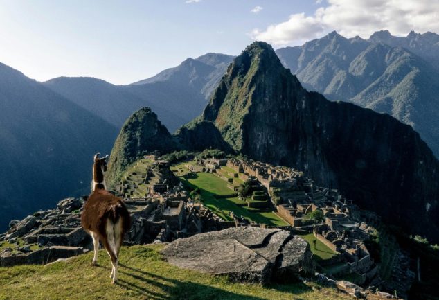 Llamas, vicuñas y alpacas: Especies emblemáticas de Machu Picchu y los Andes