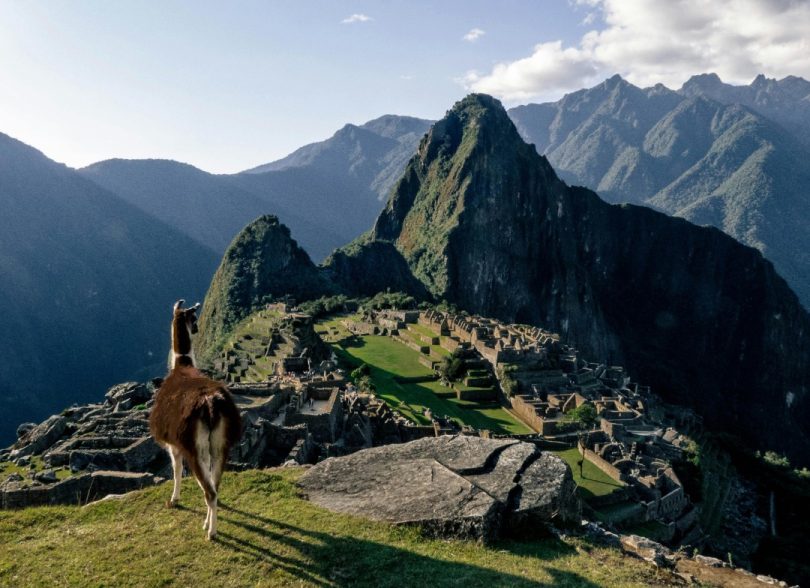 Llamas, vicuñas y alpacas: Especies emblemáticas de Machu Picchu y los Andes