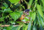 Reserva Nacional del Manu: Biodiversidad en el Corazón de la Amazonía Peruana