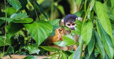 Reserva Nacional del Manu: Biodiversidad en el Corazón de la Amazonía Peruana