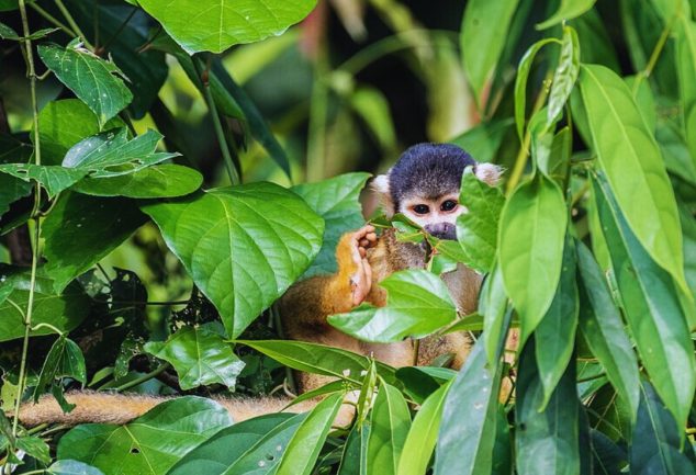 Reserva Nacional del Manu: Biodiversidad en el Corazón de la Amazonía Peruana