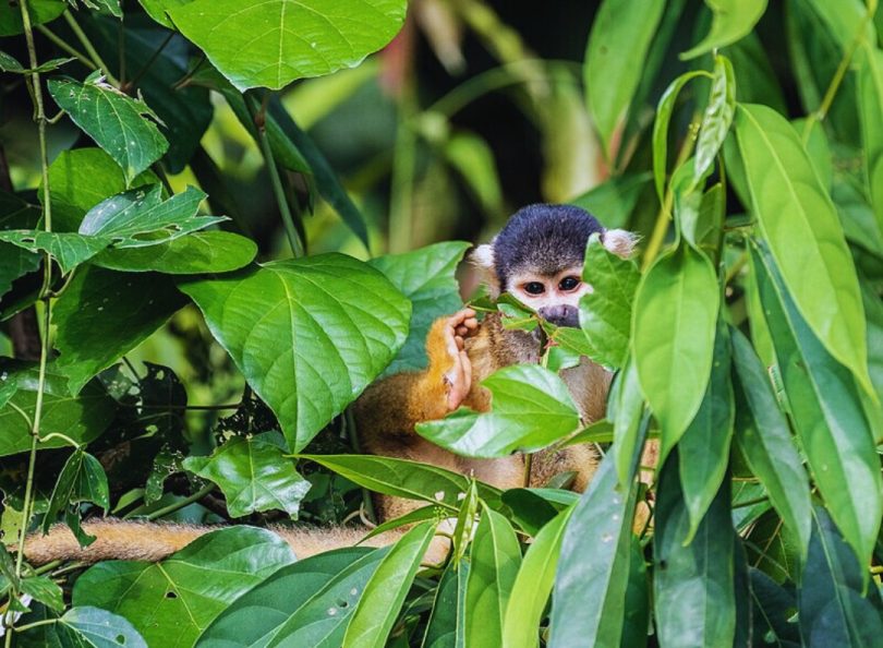 Reserva Nacional del Manu: Biodiversidad en el Corazón de la Amazonía Peruana